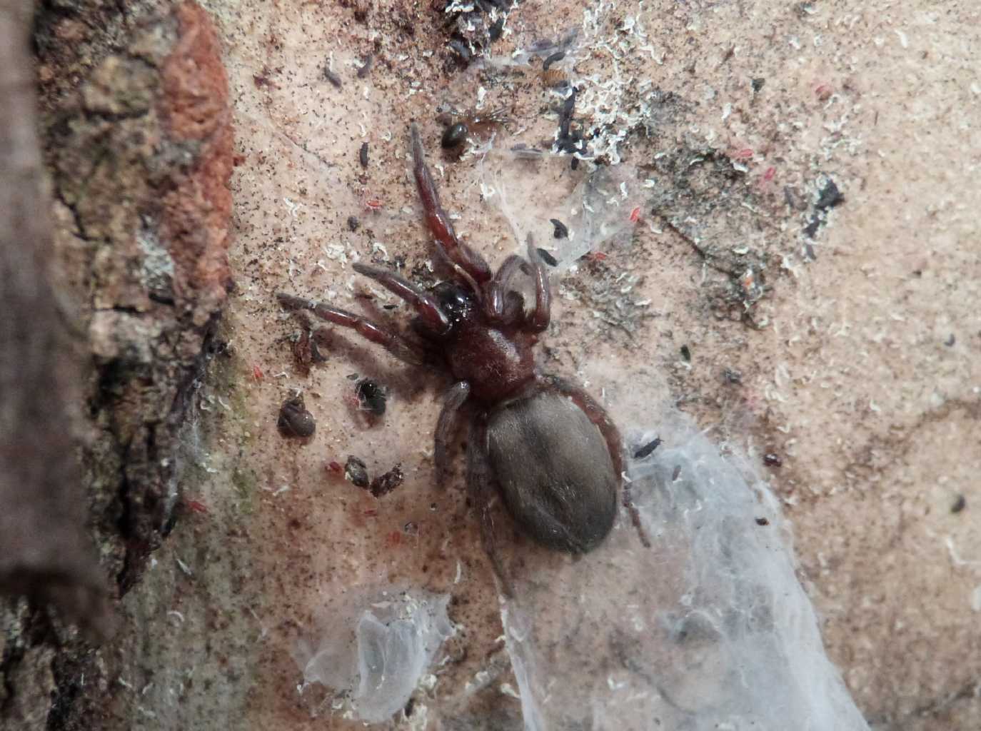 Scotophaeus scutulatus & c. - Ostia (RM)